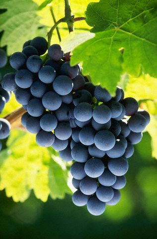 grapes grapes