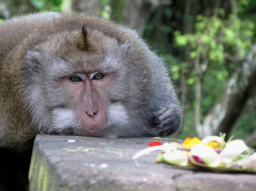 monkey monkey
