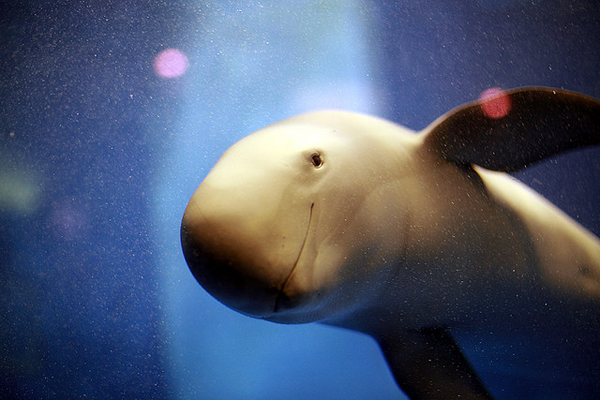 porpoise Porpoise