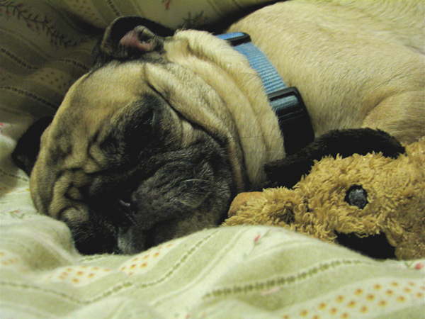 sleeping-pug Sleeping pug